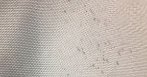 Black Spots on Pillow Not Bed Bugs?
